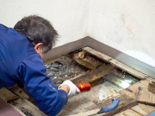 Best Attic Mold Removal  in Glendive, MT
