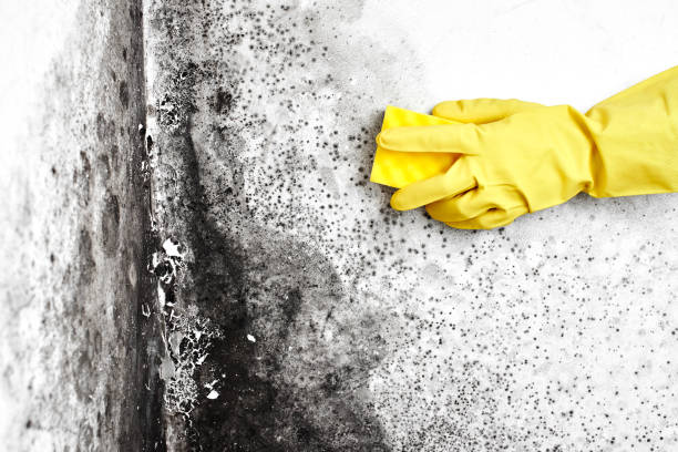 Best Mold Testing  in Glendive, MT