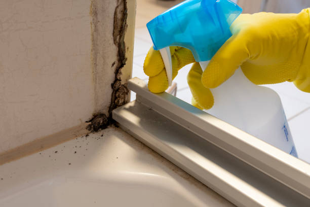 Best Affordable Mold Removal  in Glendive, MT