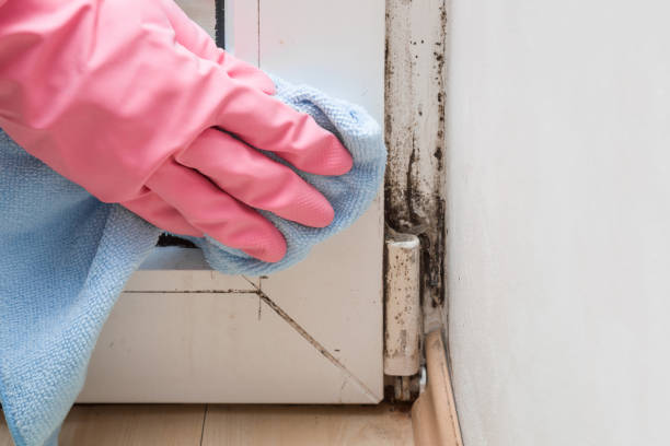 Best Home Mold Removal  in Glendive, MT