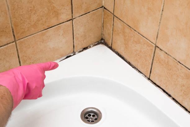 Best Mold Removal Near Me  in Glendive, MT